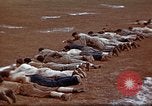 Image of Ranger combat training Hawaii USA, 1942, second 37 stock footage video 65675068519