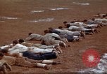 Image of Ranger combat training Hawaii USA, 1942, second 38 stock footage video 65675068519