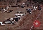 Standbild Ranger Combat Training Hawaii USA, 1942, aus Sekunde 27 historischem Filmmaterial Videoclip 65675068523