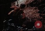 Standbild Ranger Combat Training Hawaii USA, 1942, aus Sekunde 38 historischem Filmmaterial Videoclip 65675068524