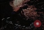 Standbild Ranger Combat Training Hawaii USA, 1942, aus Sekunde 39 historischem Filmmaterial Videoclip 65675068524