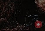 Standbild Ranger Combat Training Hawaii USA, 1942, aus Sekunde 53 historischem Filmmaterial Videoclip 65675068524