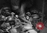 Image of messenger pigeons Korea, 1951, second 6 stock footage video 65675068533