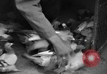 Image of messenger pigeons Korea, 1951, second 7 stock footage video 65675068533