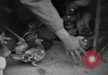 Image of messenger pigeons Korea, 1951, second 8 stock footage video 65675068533