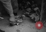 Image of messenger pigeons Korea, 1951, second 9 stock footage video 65675068533