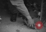 Image of messenger pigeons Korea, 1951, second 10 stock footage video 65675068533