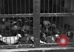 Image of messenger pigeons Korea, 1951, second 12 stock footage video 65675068533