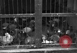 Image of messenger pigeons Korea, 1951, second 13 stock footage video 65675068533