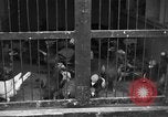 Image of messenger pigeons Korea, 1951, second 14 stock footage video 65675068533