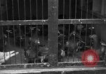 Image of messenger pigeons Korea, 1951, second 15 stock footage video 65675068533