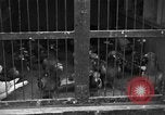 Image of messenger pigeons Korea, 1951, second 16 stock footage video 65675068533