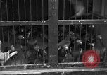 Image of messenger pigeons Korea, 1951, second 17 stock footage video 65675068533