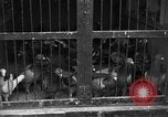 Image of messenger pigeons Korea, 1951, second 18 stock footage video 65675068533