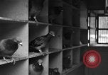Image of messenger pigeons Korea, 1951, second 19 stock footage video 65675068533