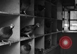 Image of messenger pigeons Korea, 1951, second 20 stock footage video 65675068533
