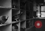 Image of messenger pigeons Korea, 1951, second 21 stock footage video 65675068533