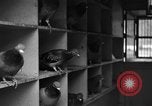 Image of messenger pigeons Korea, 1951, second 22 stock footage video 65675068533