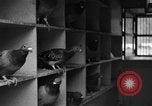 Image of messenger pigeons Korea, 1951, second 23 stock footage video 65675068533