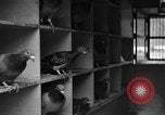 Image of messenger pigeons Korea, 1951, second 24 stock footage video 65675068533