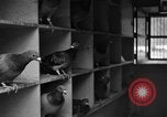 Image of messenger pigeons Korea, 1951, second 25 stock footage video 65675068533