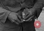 Image of messenger pigeons Korea, 1951, second 40 stock footage video 65675068533
