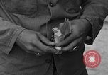 Image of messenger pigeons Korea, 1951, second 41 stock footage video 65675068533