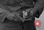 Image of messenger pigeons Korea, 1951, second 42 stock footage video 65675068533