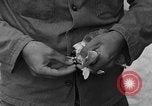 Image of messenger pigeons Korea, 1951, second 48 stock footage video 65675068533