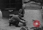 Image of messenger pigeons Korea, 1951, second 54 stock footage video 65675068533
