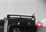 Image of messenger carrier pigeons Korea, 1951, second 24 stock footage video 65675068535