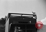 Image of messenger carrier pigeons Korea, 1951, second 29 stock footage video 65675068535