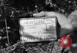 Image of messenger carrier pigeons Korea, 1951, second 36 stock footage video 65675068535