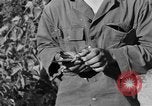 Image of messenger carrier pigeons Korea, 1951, second 53 stock footage video 65675068535