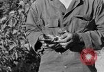 Image of messenger carrier pigeons Korea, 1951, second 54 stock footage video 65675068535
