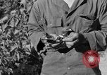 Image of messenger carrier pigeons Korea, 1951, second 55 stock footage video 65675068535