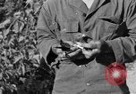 Image of messenger carrier pigeons Korea, 1951, second 56 stock footage video 65675068535