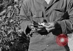 Image of messenger carrier pigeons Korea, 1951, second 57 stock footage video 65675068535