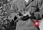 Image of messenger carrier pigeons Korea, 1951, second 59 stock footage video 65675068535