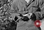 Image of messenger carrier pigeons Korea, 1951, second 60 stock footage video 65675068535