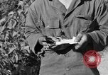 Image of messenger carrier pigeons Korea, 1951, second 61 stock footage video 65675068535