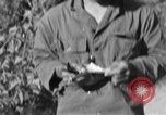 Image of messenger carrier pigeons Korea, 1951, second 62 stock footage video 65675068535