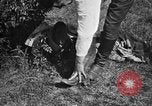 Standbild finnische Armee Finnland, 1932, aus Sekunde 43 historischem Filmmaterial Videoclip 65675068595
