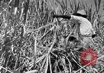 Standbild Zuckerrohr Ernte Barbados, 1936, aus Sekunde 9 historischem Filmmaterial Videoclip 65675068690
