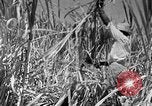 Standbild Zuckerrohr Ernte Barbados, 1936, aus Sekunde 10 historischem Filmmaterial Videoclip 65675068690