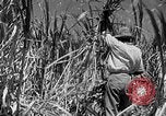 Standbild Zuckerrohr Ernte Barbados, 1936, aus Sekunde 11 historischem Filmmaterial Videoclip 65675068690