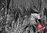 Standbild Zuckerrohr Ernte Barbados, 1936, aus Sekunde 12 historischem Filmmaterial Videoclip 65675068690