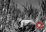 Standbild Zuckerrohr Ernte Barbados, 1936, aus Sekunde 13 historischem Filmmaterial Videoclip 65675068690