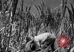 Standbild Zuckerrohr Ernte Barbados, 1936, aus Sekunde 14 historischem Filmmaterial Videoclip 65675068690