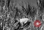 Standbild Zuckerrohr Ernte Barbados, 1936, aus Sekunde 15 historischem Filmmaterial Videoclip 65675068690
